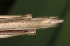 Tropidopola cylindrica: Männchen (N-Spanien, Ebrotal, Candasnos, Ende Mai 2018) [N]