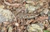 Omocestus defauti: Female (Corsica, Bigorno, Col de Bigorno, late September 2024) [N]