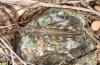 Omocestus defauti: Female (Corsica, Bigorno, Col de Bigorno, late September 2024) [N]