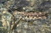 Omocestus defauti: Female (Corsica, Bigorno, Col de Bigorno, late September 2024) [N]
