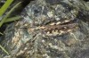 Omocestus defauti: Female (Corsica, Bigorno, Col de Bigorno, late September 2024) [N]