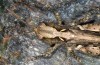 Omocestus defauti: Female (Corsica, Bigorno, Col de Bigorno, late September 2024) [N]