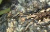 Omocestus defauti: Female (Corsica, Bigorno, Col de Bigorno, late September 2024) [N]