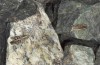Omocestus defauti: Female and male (Corsica, Bigorno, Col de Bigorno, late September 2024) [N]