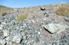 Omocestus defauti: Habitat (Corsica, Bigorno, Col de Bigorno, late September 2024) [N]