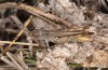Omocestus defauti: Male (Corsica, Bigorno, Col de Bigorno, late September 2024) [N]