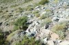 Omocestus defauti: Habitat (Corsica, Bigorno, Col de Bigorno, late September 2024) [N]