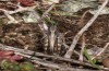 Omocestus defauti: Male (Corsica, Bigorno, Col de Bigorno, late September 2024) [N]
