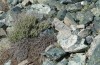 Omocestus defauti: Habitat (Corsica, Bigorno, Col de Bigorno, late September 2024) [N]