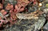 Omocestus defauti: Male (Corsica, Bigorno, Col de Bigorno, late September 2024) [N]