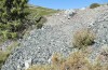 Omocestus defauti: Habitat (Corsica, Bigorno, Col de Bigorno, late September 2024) [N]