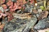Omocestus defauti: Male (Corsica, Bigorno, Col de Bigorno, late September 2024) [N]