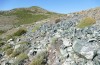 Omocestus defauti: Habitat (Corsica, Bigorno, Col de Bigorno, late September 2024) [N]