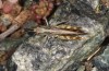 Omocestus defauti: Male (Corsica, Bigorno, Col de Bigorno, late September 2024) [N]
