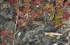Omocestus defauti: Male (Corsica, Bigorno, Col de Bigorno, late September 2024) [N]