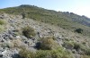 Omocestus defauti: Habitat (Corsica, Bigorno, Col de Bigorno, late September 2024) [N]