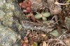 Omocestus defauti: Male (Corsica, Bigorno, Col de Bigorno, late September 2024) [N]