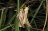 Euchorthippus elegantulus: Female (Spain, Sierra de Albarracin, Moscardon, late July 2017) [N]