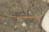 Truxalis eximia: Larva (Cyprus, Akrotiri, November 2016) [N]