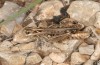 Stenobothrus festivus: Female (S-France, Montpellier, Plateau d'Aumelas, early June 2023) [N]