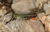 Stenobothrus festivus: Male (S-France, Montpellier, Plateau d'Aumelas, early June 2023) [N]