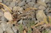 Stenobothrus festivus: Female (Spain, Sierra de Albarracin, July 2017) [N]
