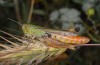 Stenobothrus fischeri: Weibchen (Askion-Gebirge bei Livera, N-Griechenland, Ende Juni 2013)