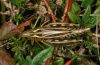Arcyptera fusca: Female (Switzerland, Valais) [N]