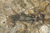 Oedipoda fuscocincta: Männchen (Sardinien, Gennargentu, Bruncu spina, Ende September 2018) [N]