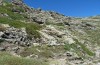 Oedipoda fuscocincta: Habitat (Sardinien, Gennargentu, Bruncu spina, Ende September 2018) [N]