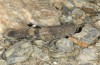 Oedipoda fuscocincta: Imago (Sardinien, Gennargentu, Bruncu spina, Ende September 2018) [N]