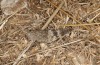 Oedipoda germanica: Female (S-Italy, Apulia, Alto Murge, early October 2023) [N]