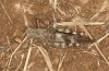 Oedipoda germanica: Weibchen (Süditalien, Apulien, Alto Murge, Anfang Oktober 2023) [N]