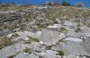 Oedipoda germanica: Habitat im Wallis im Frühjahr [N]