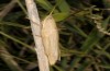 Tropidopola graeca: Female ssp. transjonicus (SE-Italy, Gargano, Lago di Varano, late September 2016) [N]