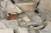 Stenobothrus grammicus: Männchen (Mont Ventoux, 1600m NN, Anfang Oktober 2014) [N]