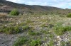 Sphingonotus guanchus: Habitat (Gran Canaria, Arguineguin, mid-December 2016) [N]