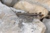 Ramburiella hispanica: Male (S-France, Alpilles, late September 2014) [N]