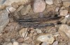 Ramburiella hispanica: Männchen (S-Frankreich, Alpilles, Ende September 2014) [N]