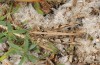 Dociostaurus jagoi: Weibchen (S-Frankreich, Argeles-Plage, Oktober 2013) [N]