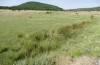 Chorthippus jucundus: Habitat: small ditch with Juncus in otherwise dry pastures (Spain, Cuenca, Buenache de la Sierra, early July 2025) [N]
