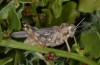 Dericorys lobata: Weibchen (Fuerteventura, Betancuria, Februar 2011) [N]