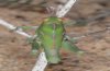 Dericorys lobata: Larve (subadult), green form (Fuerteventura) [N]