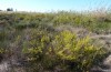Duroniella lucasii: Habitat (Cyprus, Limassol, Akrotiri Salt Lake, early November 2016) [N]
