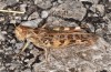 Dociostaurus maroccanus: Weibchen (Peloponnes, Sparta, Ende Juli 2019) [N]