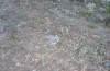 Omocestus minutus: Habitat (SW-Bulgaria, Southwesternmost foot of Pirin, early August 2017) [N]