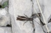 Italohippus modestus: Male (Italy, Monti Reatini, Monte Terminillo, late September 2023) [N]