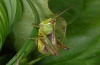 Chorthippus montanus: Male (eastern Swabian Alb, September 2012) [N]