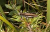 Italohippus monticola: Male (Italy, Campocatino north of Frosinone, late September 2023) [N]