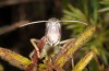 Italohippus monticola: Männchen (Italien, L'Aquila, Campo Felice, 1550m, Ende September 2016) [N]